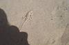 2002 March Kelso Dunes Lizard