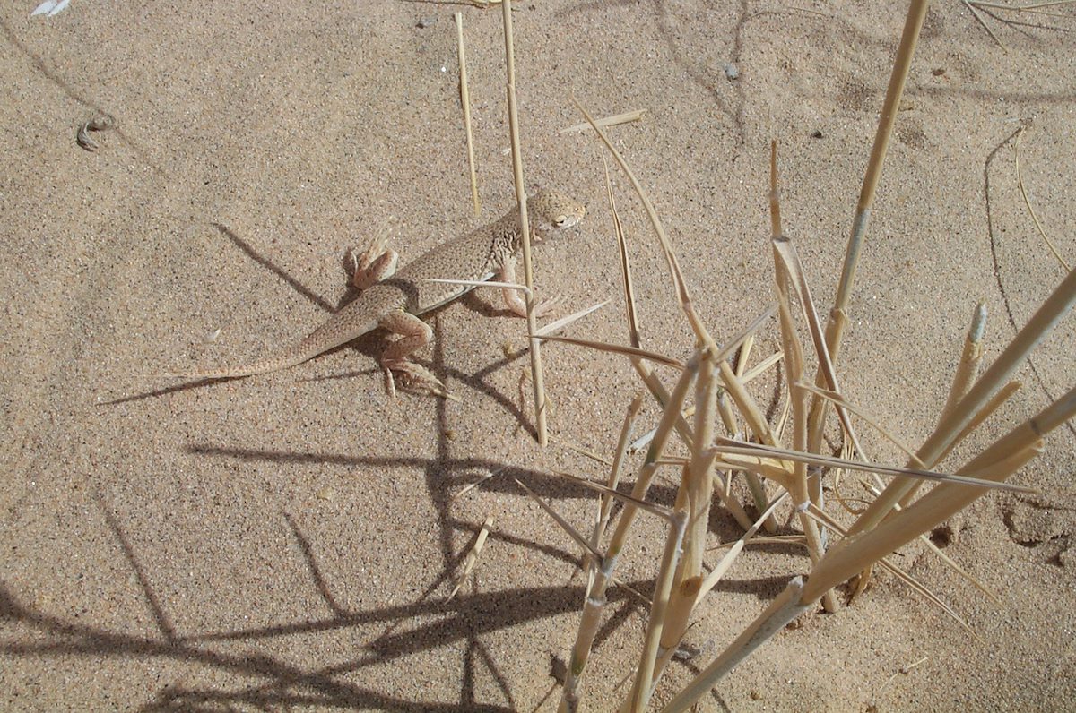 2002 March Lizard on the Dunes