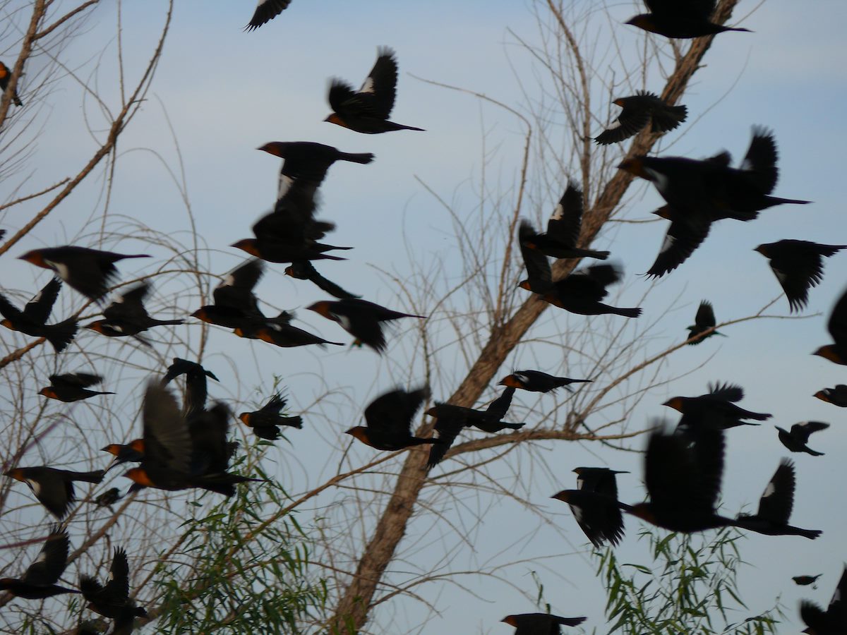 2007 October Flocking Blackbirds