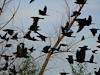 2007 October Flocking Blackbirds