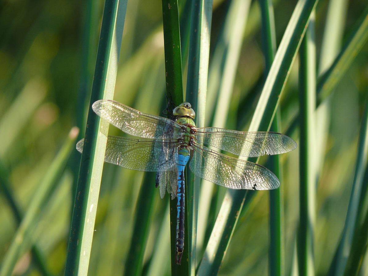 2007 September Sweetwater Dragonfly