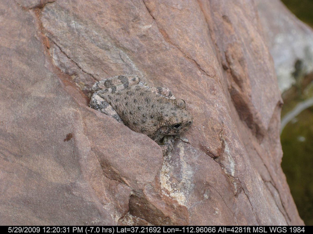 2009 May Canyon Toad