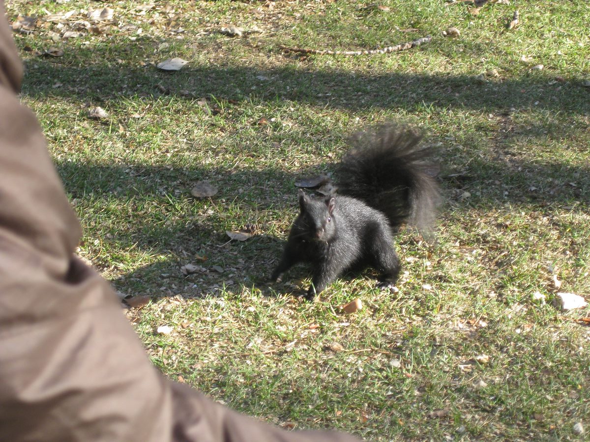 2009 November Prince's Island Eastern Grey Squirrel Black Morph