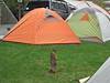 2010 June Marmot and Tents
