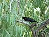 2010 May Red-winged Blackbird