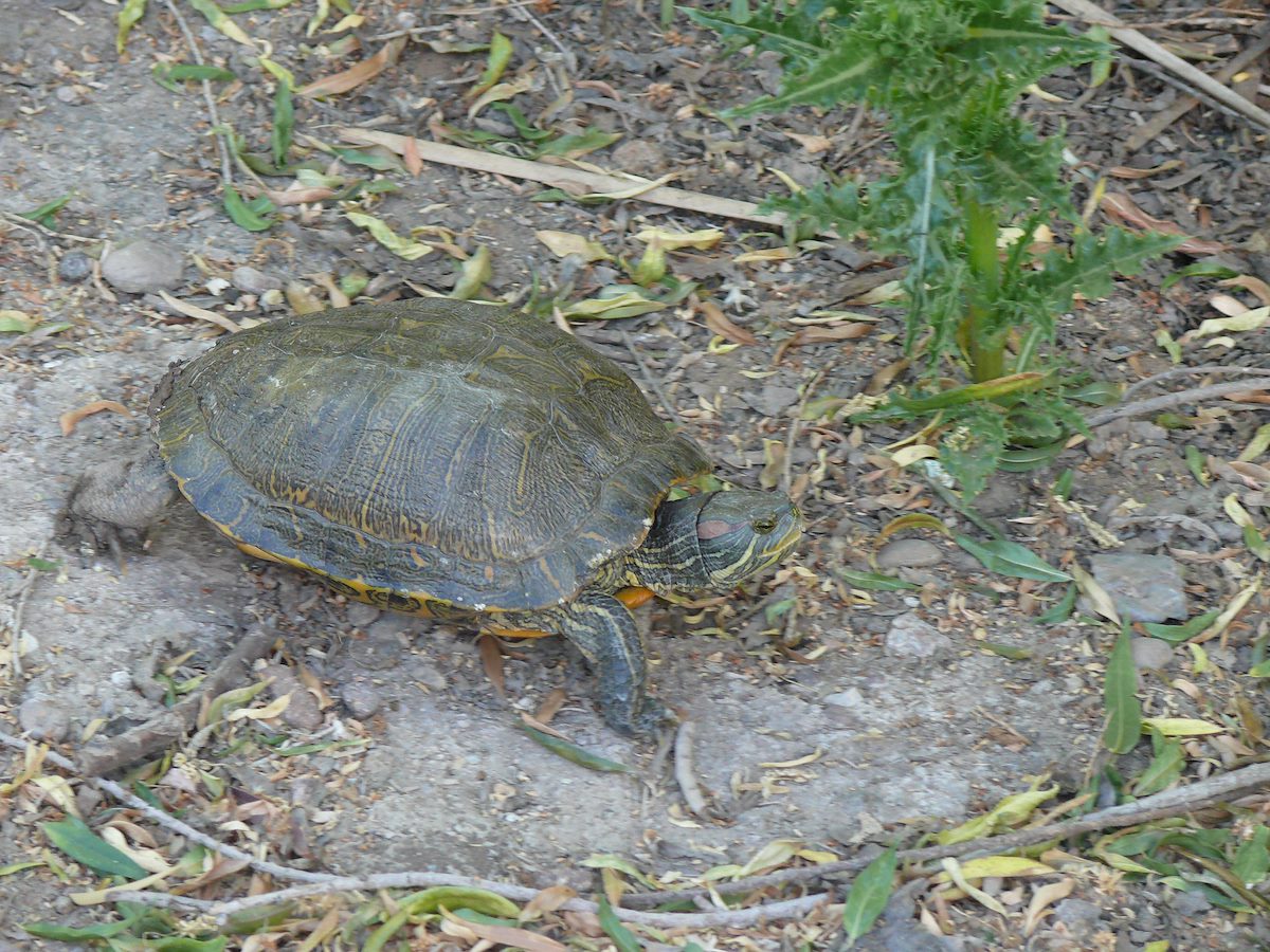 2010 May Turtle