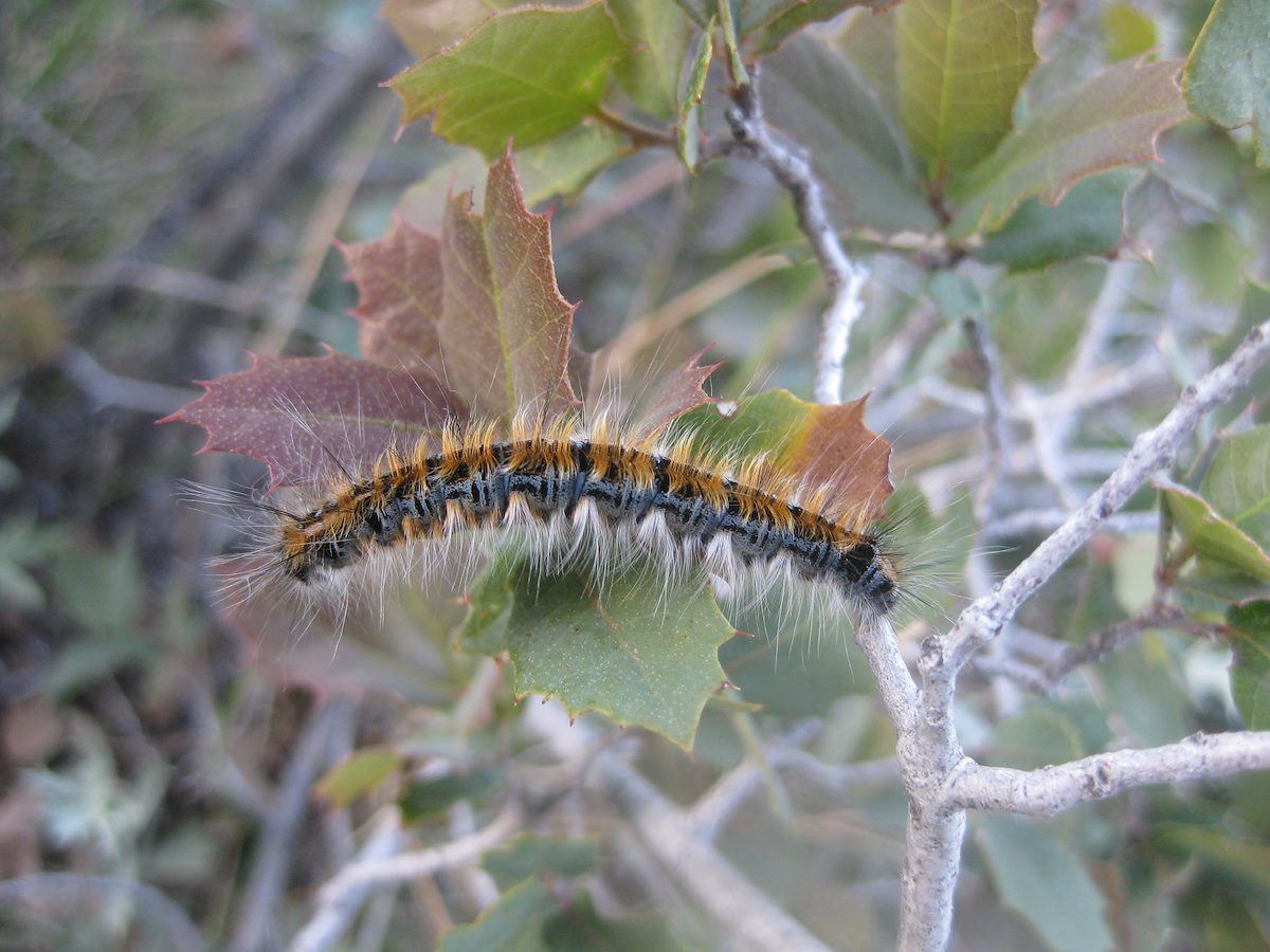 2011 April Barnhardt Caterpillar