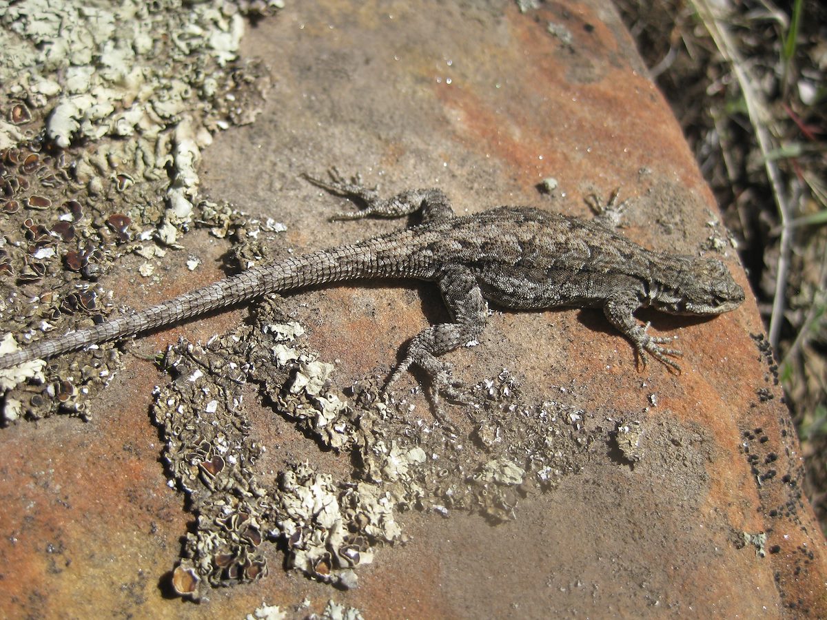 2011 April Lizards