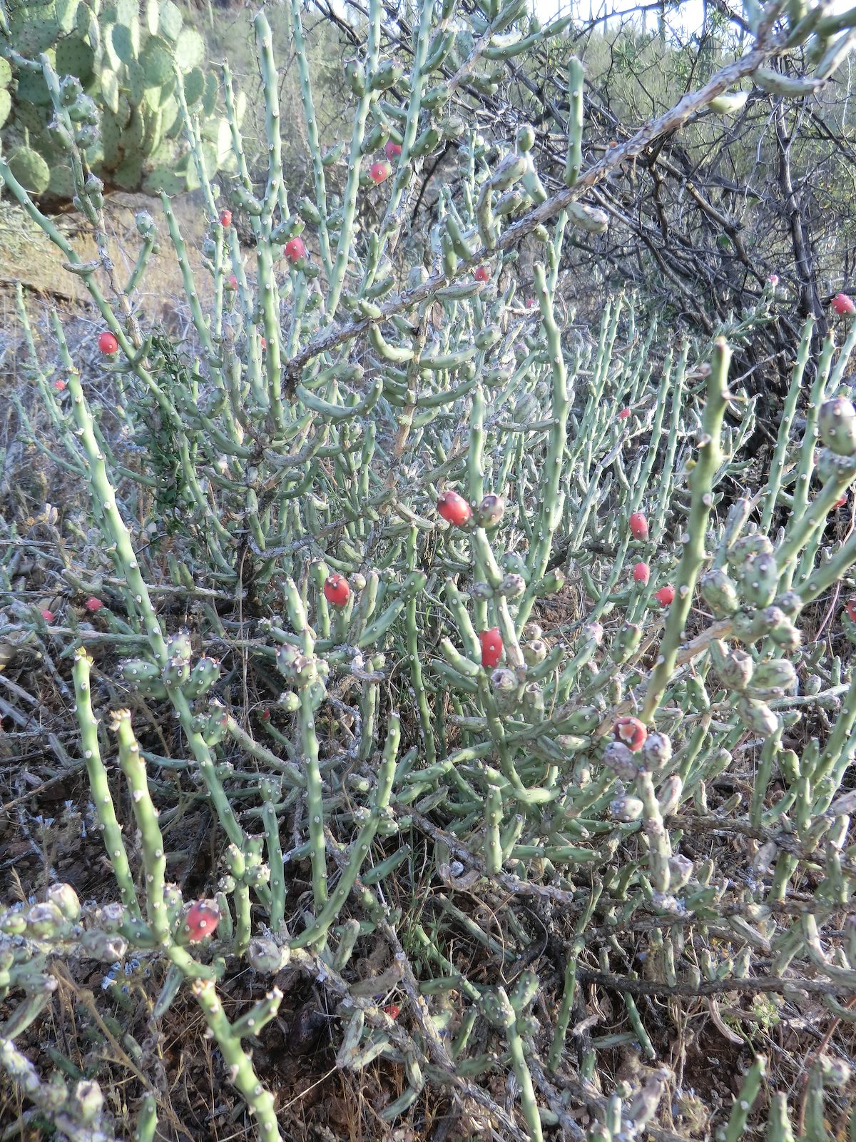 2012 April Desert Christmas Cactus