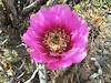 2012 April Hedgehog Cactus Flower
