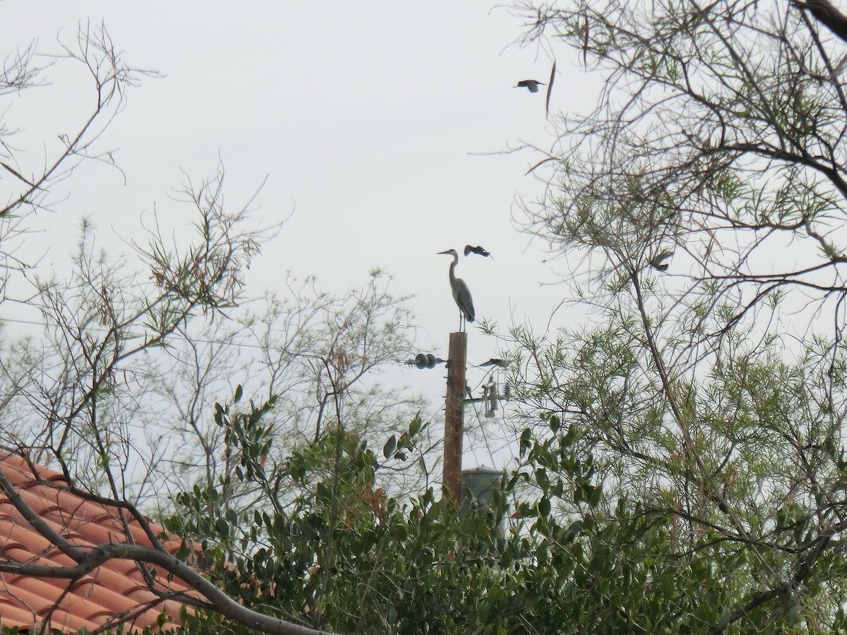 2012 April Heron in the Neighborhood