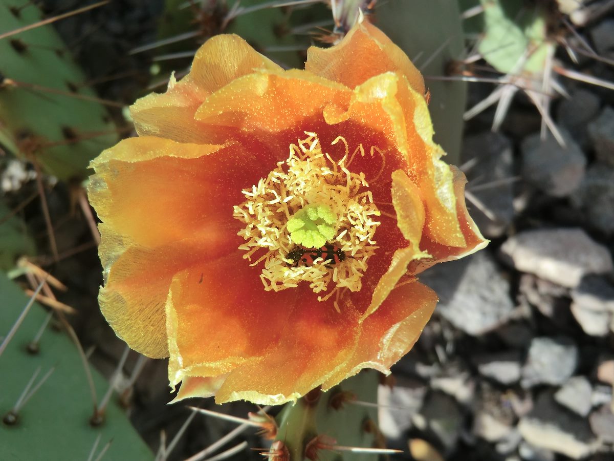 2012 April Prickly Pear Flower and Red Trichodes Ornatus