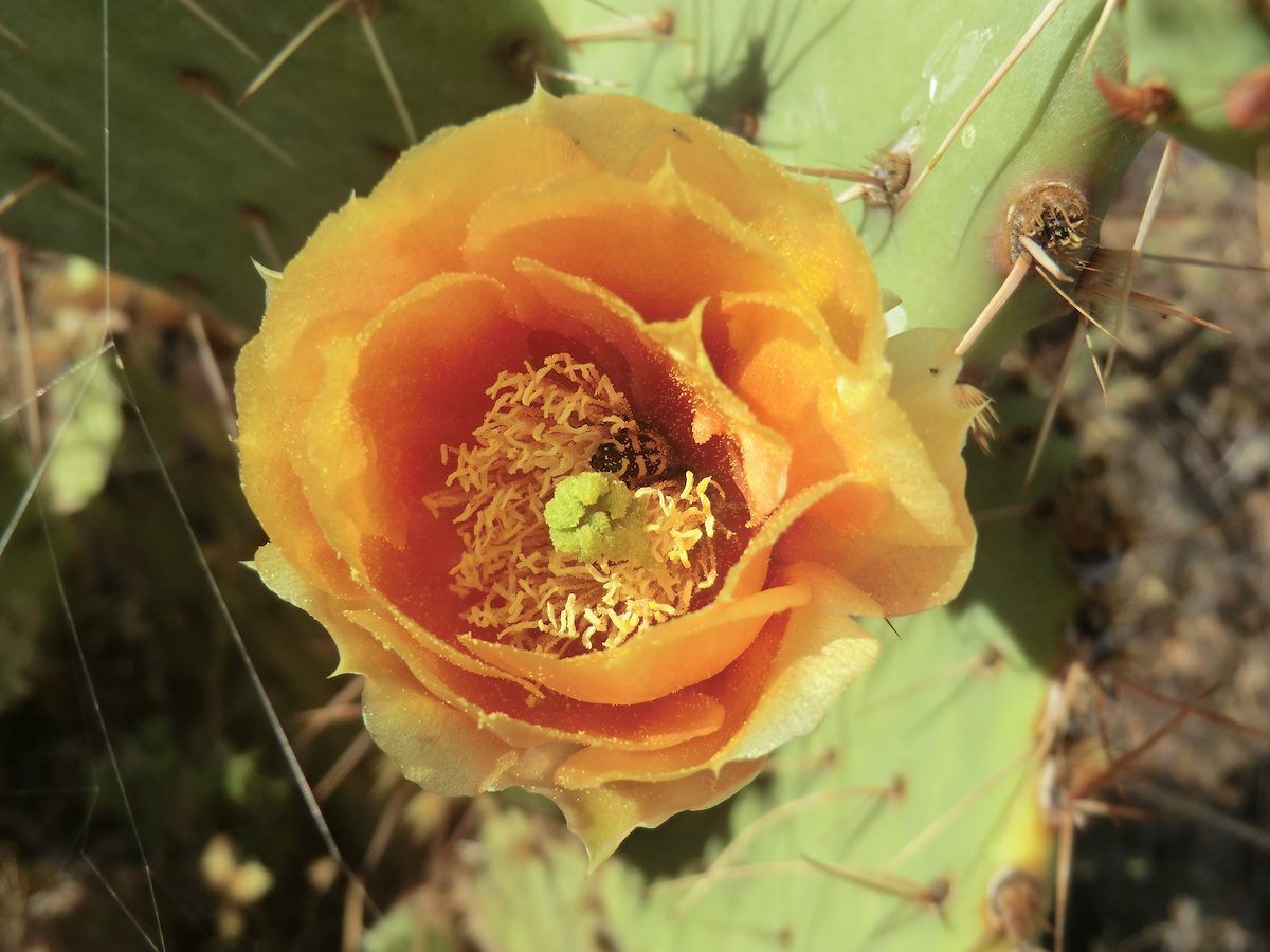 2012 April Prickly Pear Flower and Yellow Trichodes Ornatus