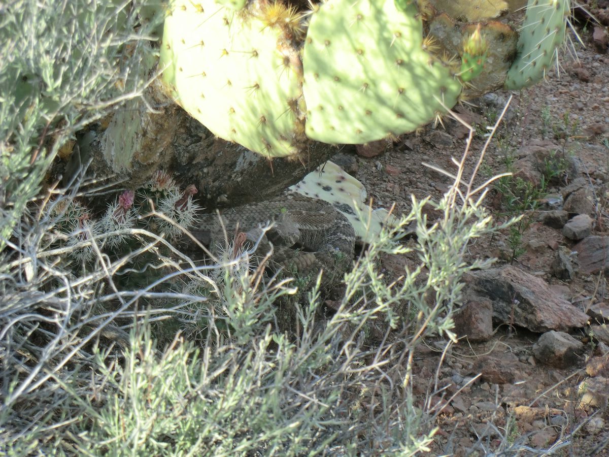2012 April Rattlesnake Coiled under a Prickly Pear