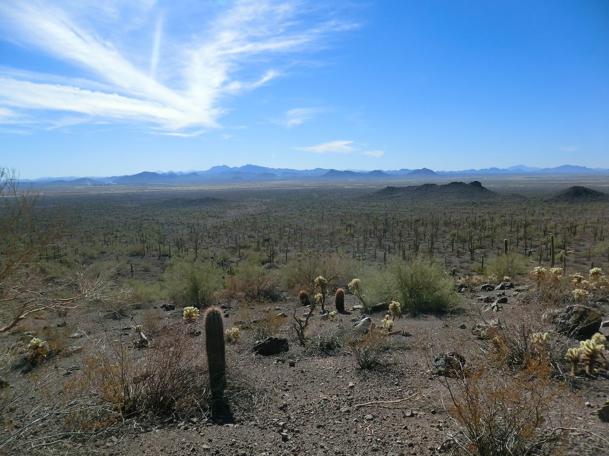 2012 December Saguaros and Mountains in the Distance