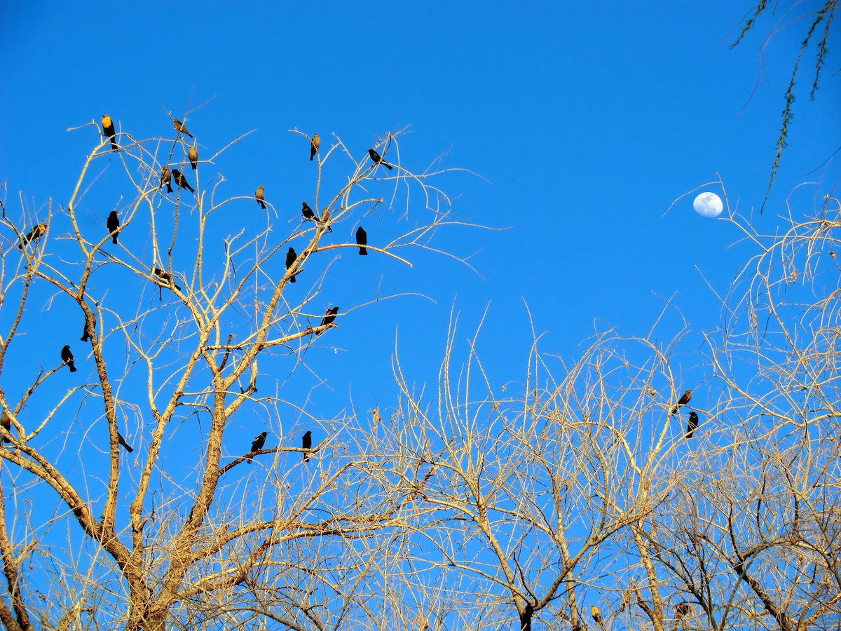 2012 March Blackbirds and Moon
