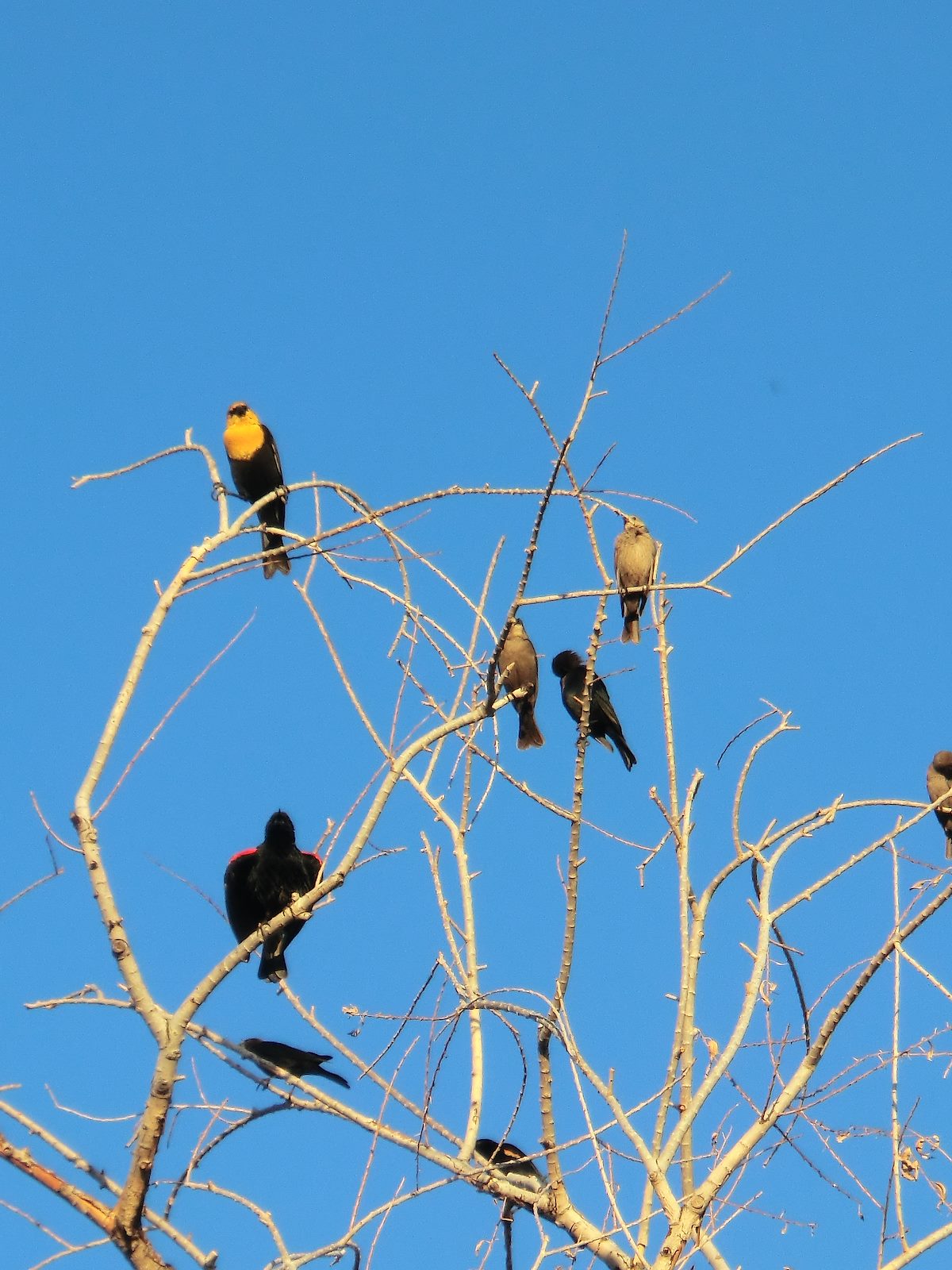 2012 March Blackbirds at Sweetwater Wetlands