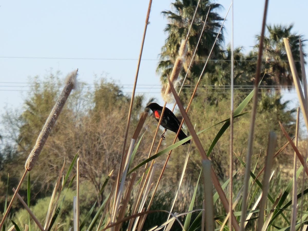 2012 March Red-winged Blackbird