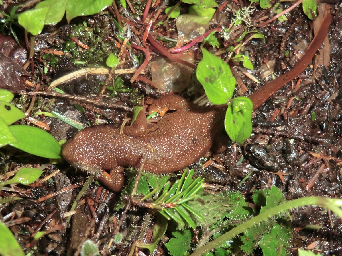 2012 May Salamander