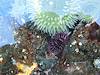 2012 May Sea Urchin