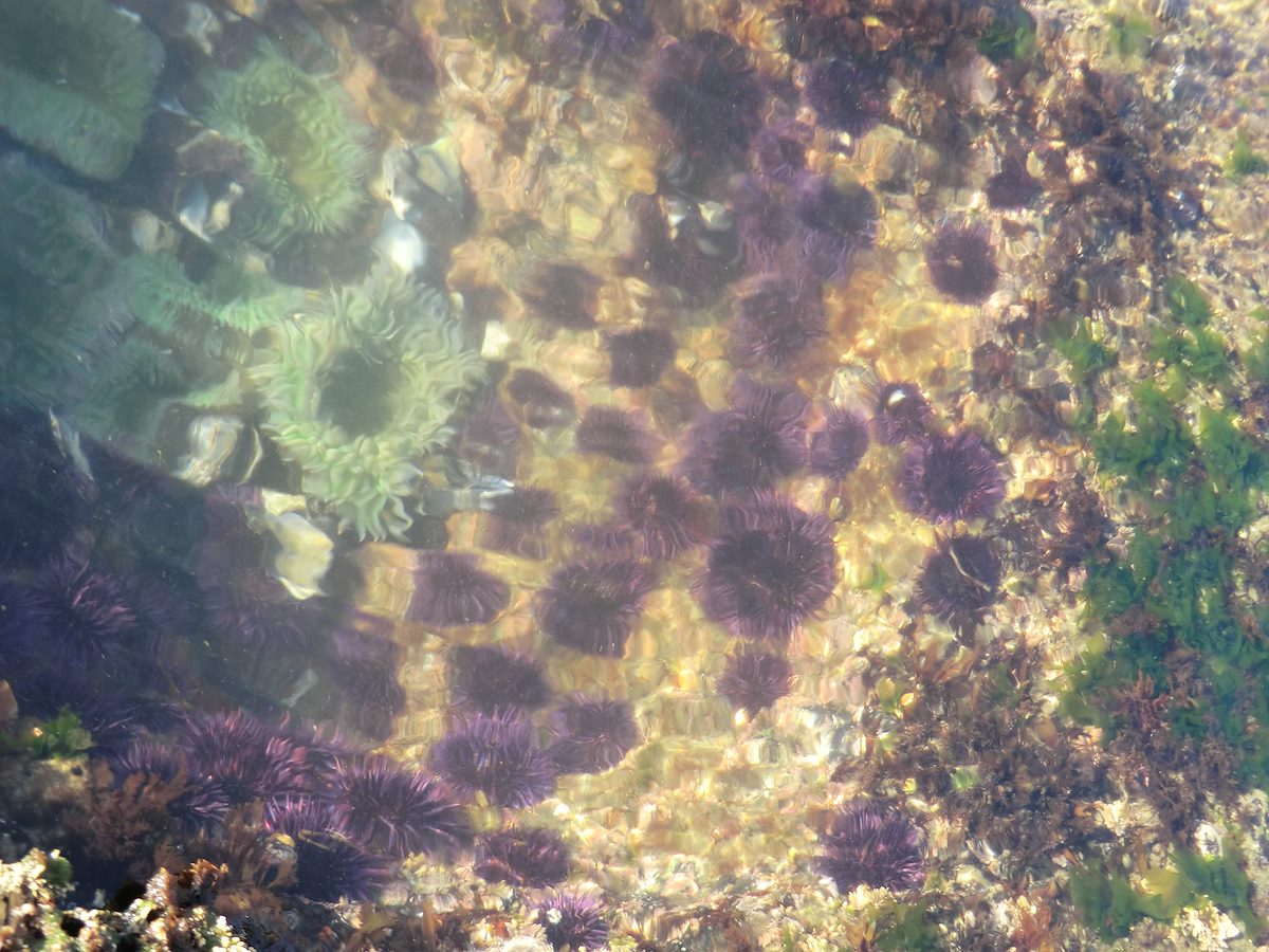 2012 May Sea Urchins