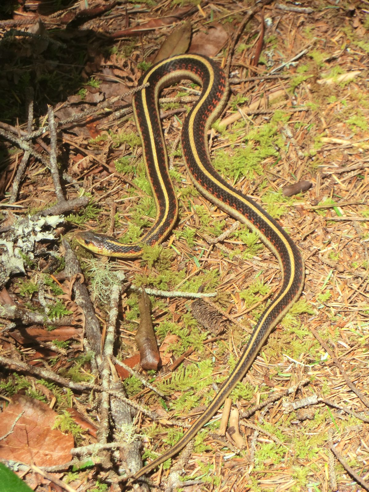 2012 May Snake