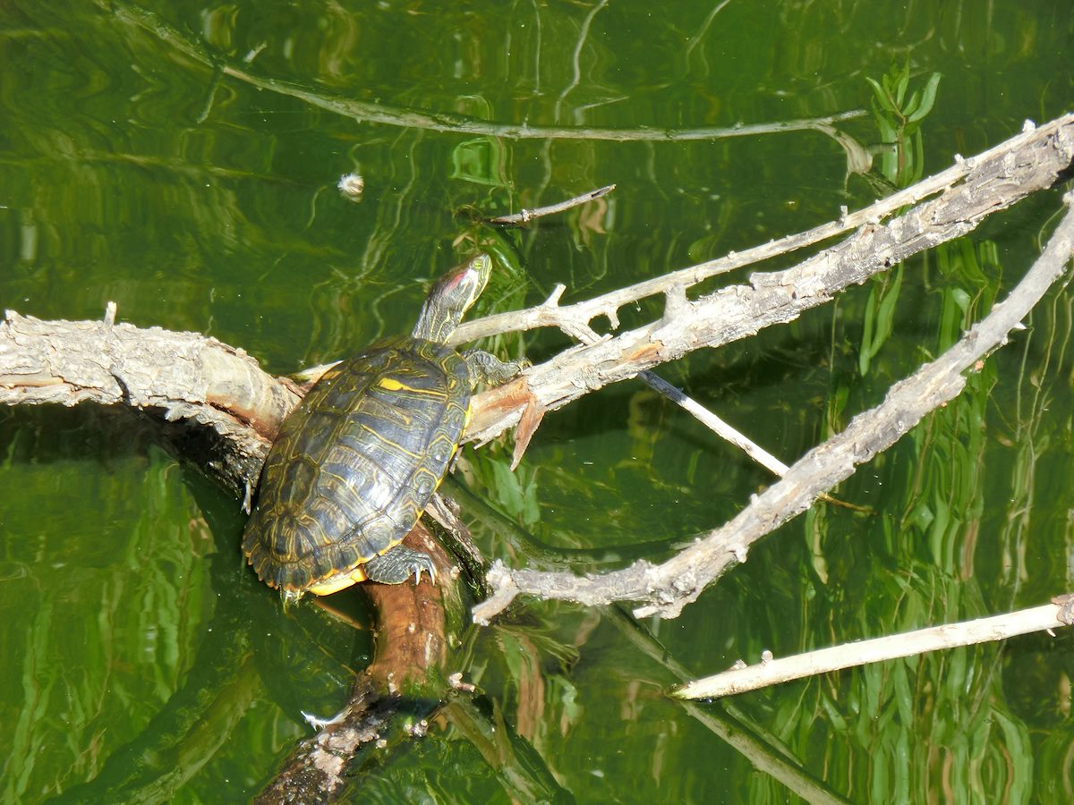 2012 October Turtle