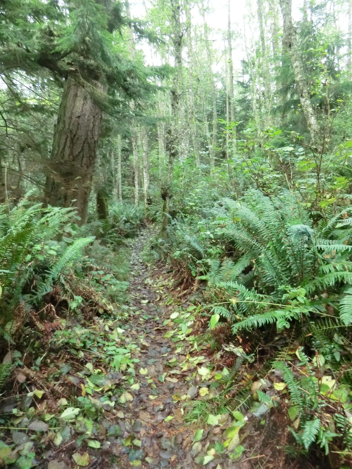 2012 October Typical Trail in the Hoypus Area of Deception Pass State Park