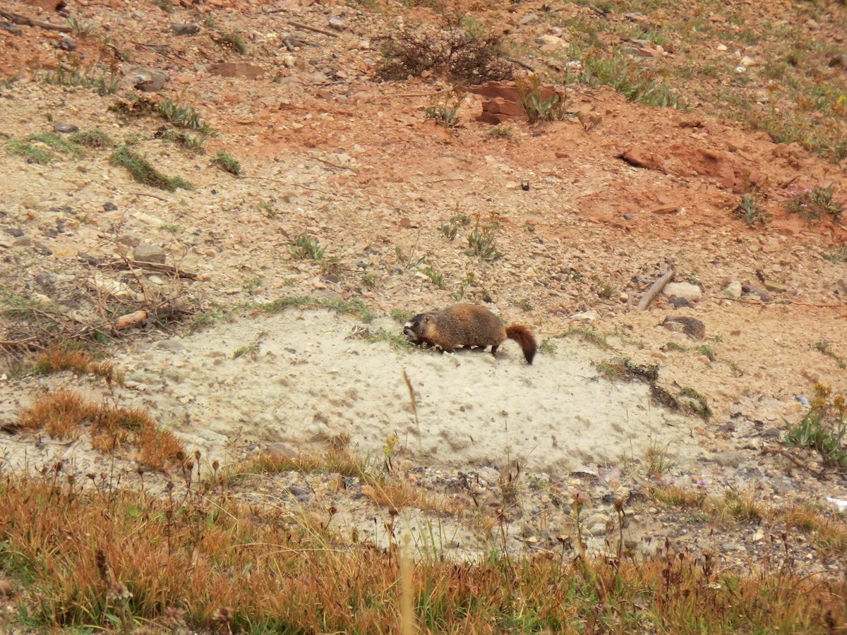 2012 September Marmot at Cedar Breaks