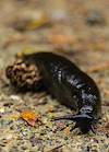 2013 April Black Slug Head