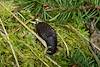 2013 April Black Slug