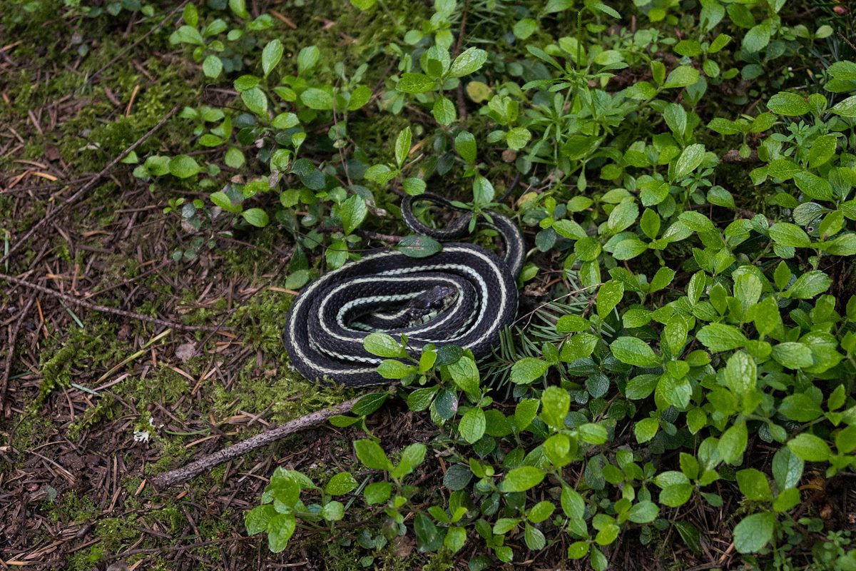 2013 April Garter Snake