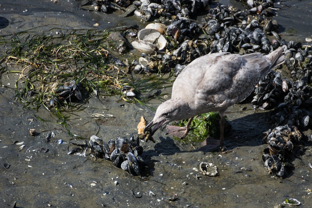 2013 April Gull Eating