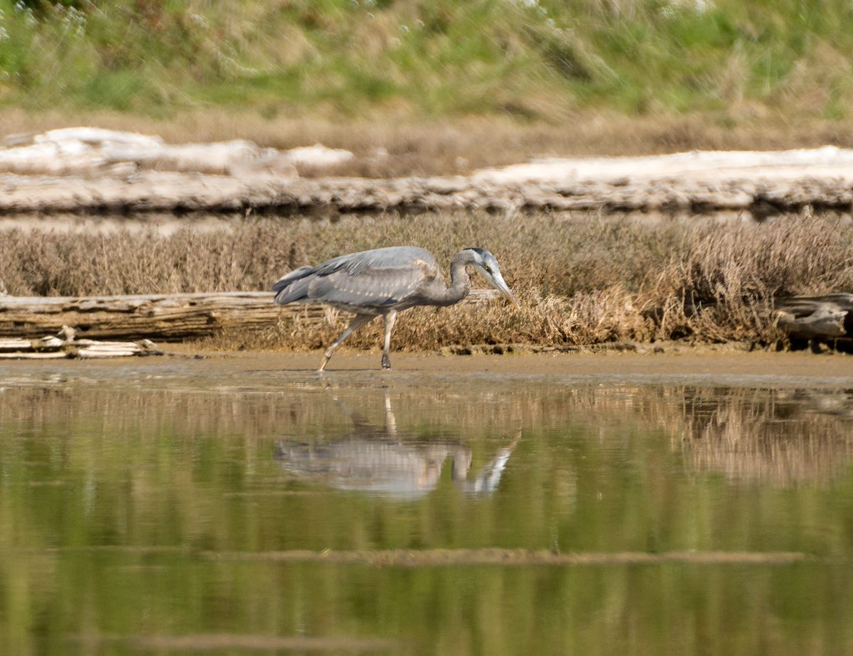 2013 April Heron Hunting in Perego's Lake
