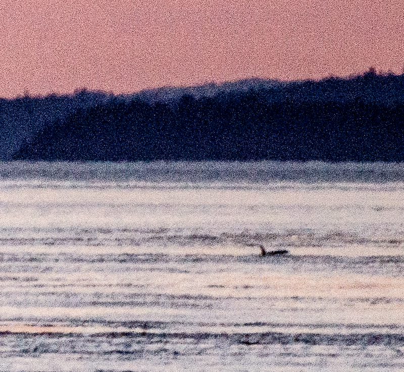 2013 April Orca swimming into the Sunset