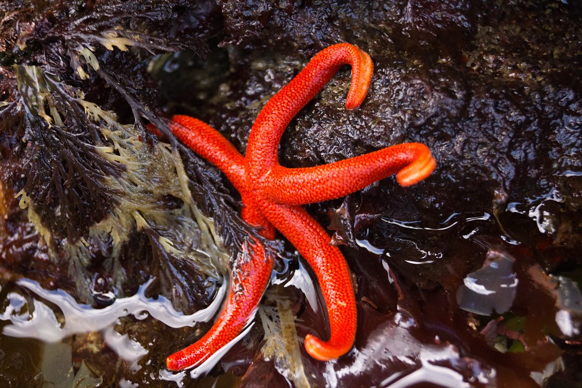 2013 April Red Starfish