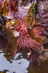 2013 April Sea Urchin