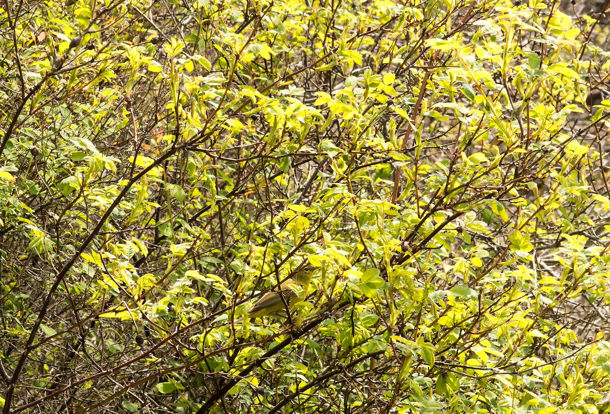 2013 April Yellow Warbler