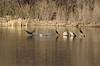2013 March Cormorants on Patagonia Lake