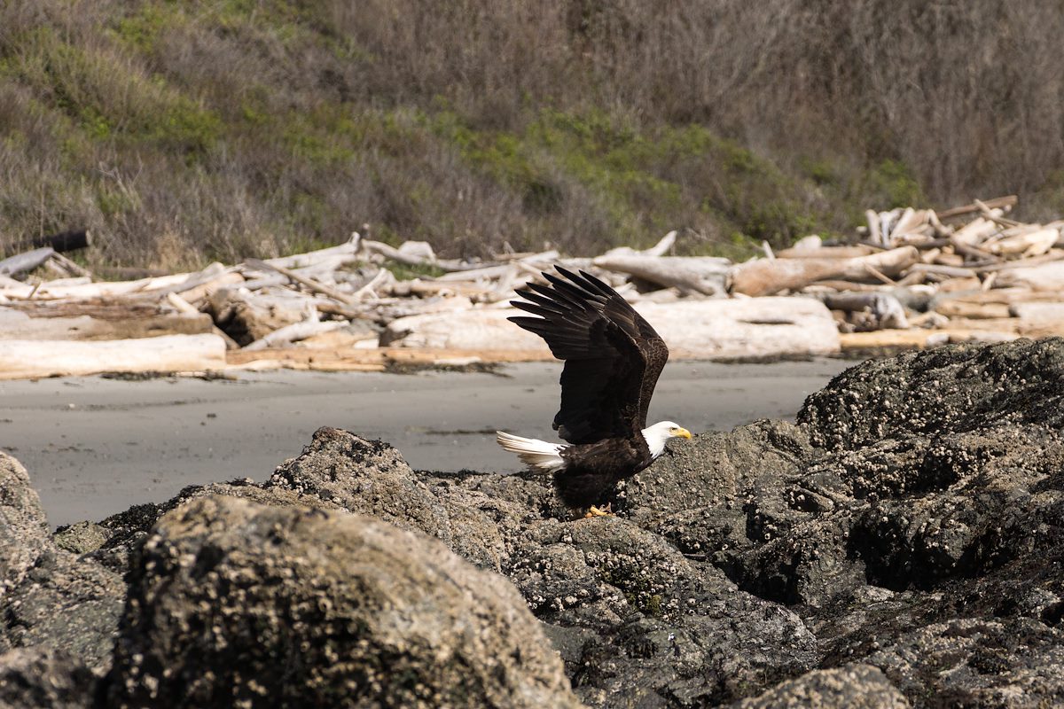 2013 May Bald Eagle at Grandmas Cove 6