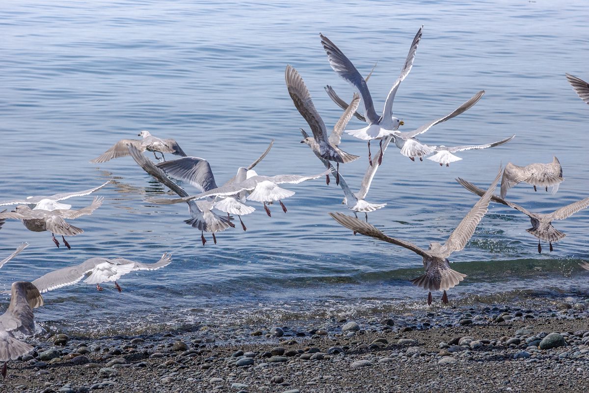 2013 May Gulls Taking Flight