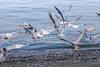 2013 May Gulls Taking Flight