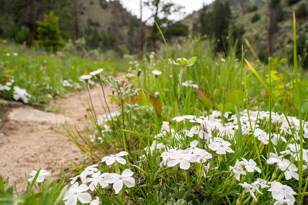2014 June Flowers along the Platte River Trail