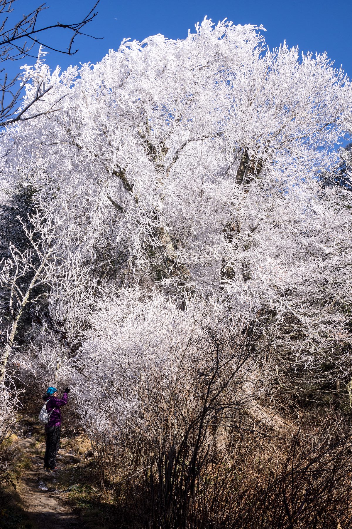 2014 November Frozen Tree