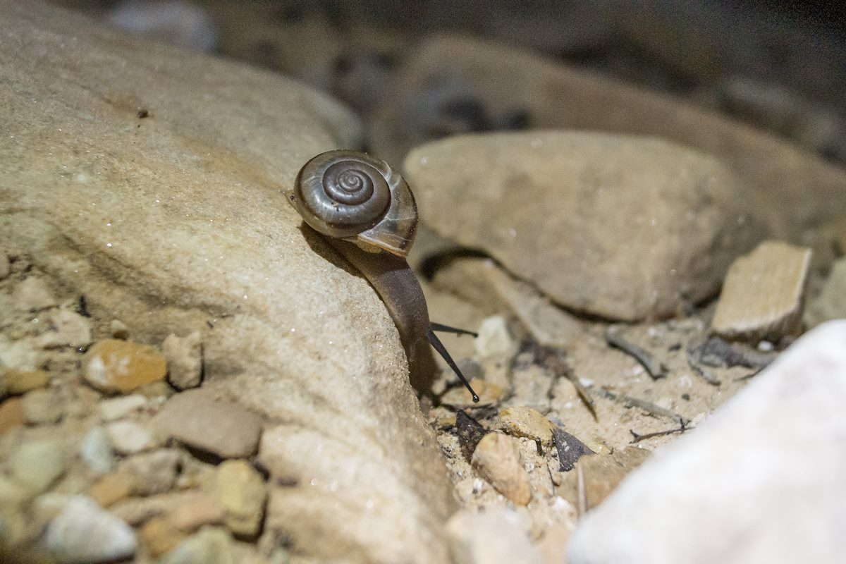 2014 September Snail on the Grandview Trail