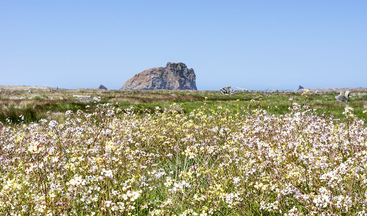 2015 April Flowers and Castle Rock
