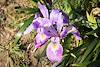 2015 April Iris in Port Orford Heads State Park