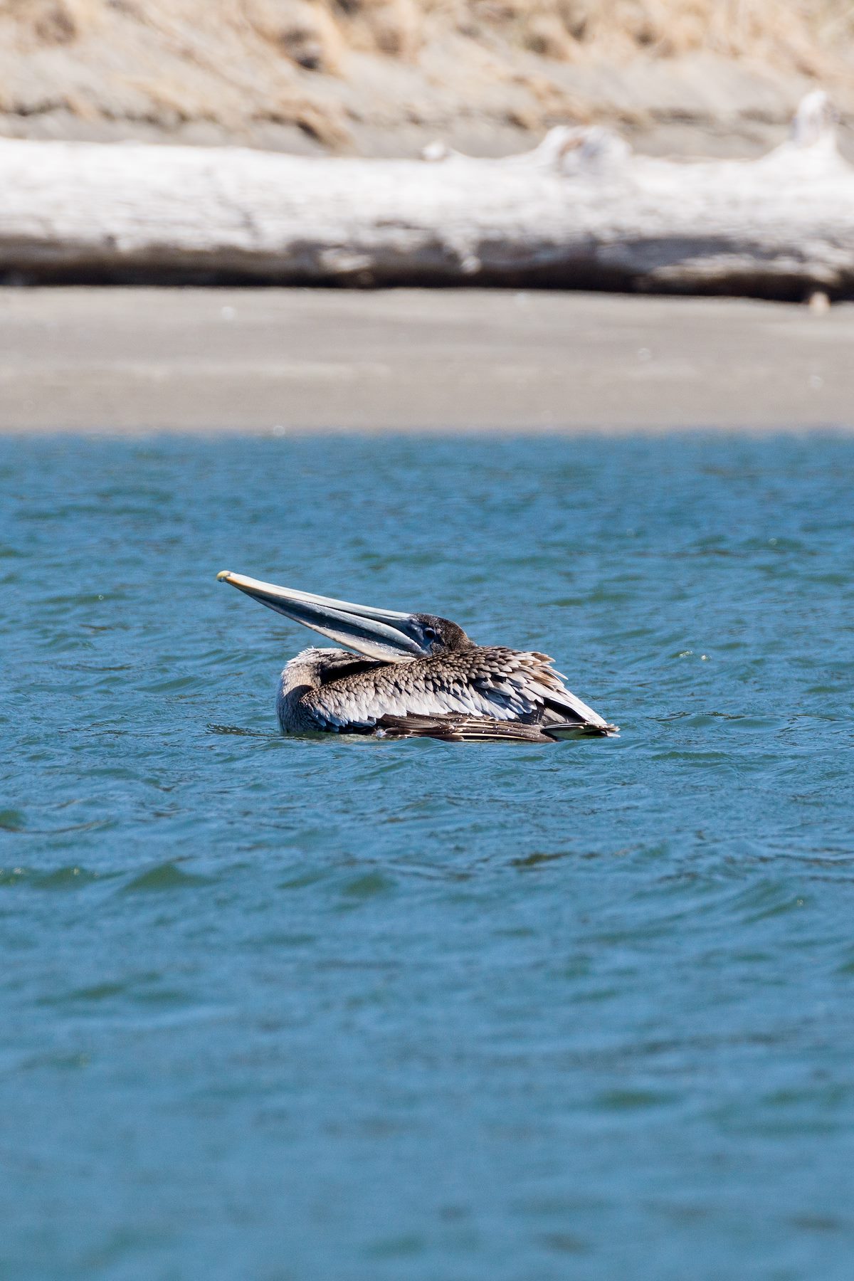 2015 April Pelican in the Sixes River