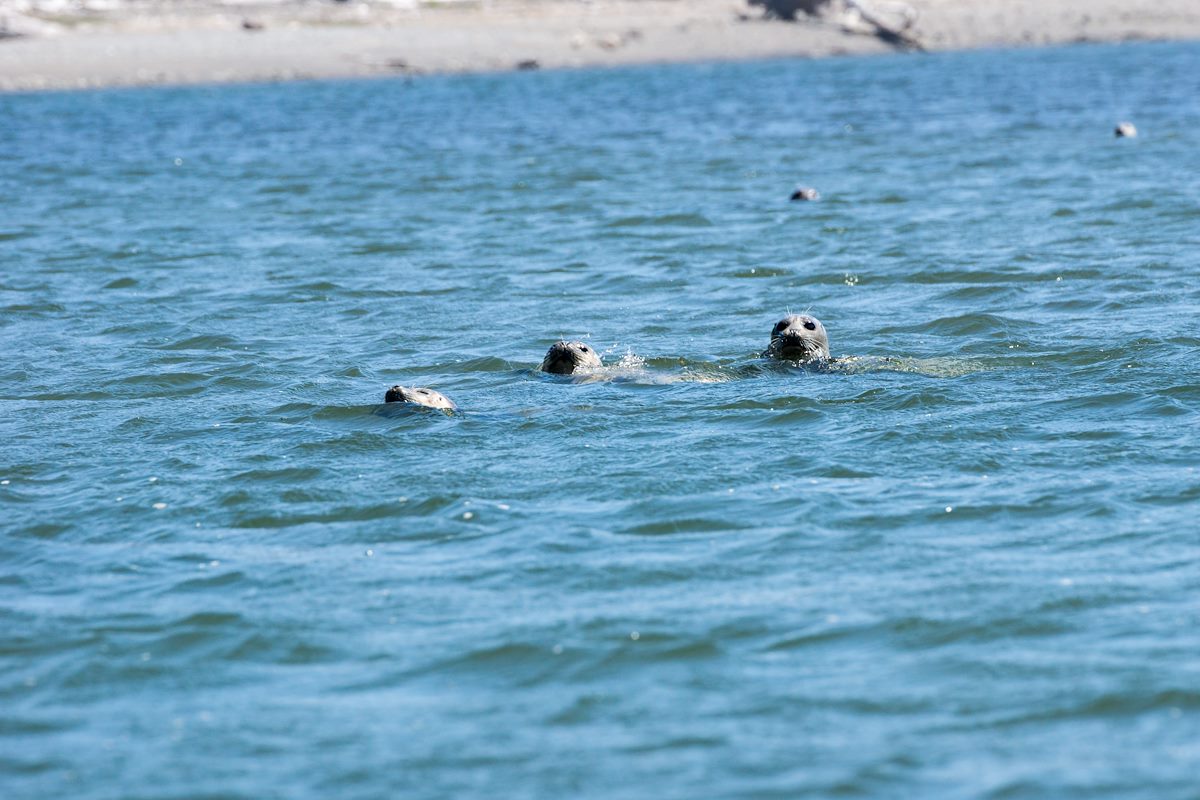 2015 April Seals near the mouth of the Sixes River