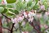 2015 February Manzanita Flowers in Chocise Stronghold